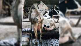 Dos vacas escuálidas entre excrementos en una explotación lechera de Asturias.