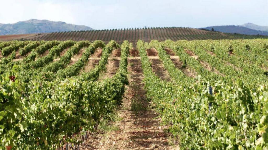 Viñedos de Finca Río Negro