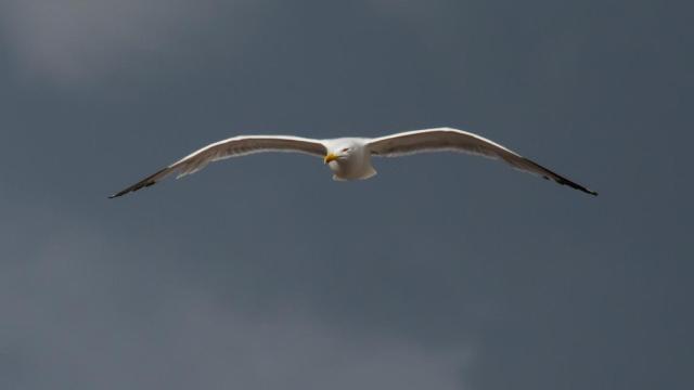 Dos nuevos casos de gaviotas patiamarillas afectadas por gripe aviar, uno en Ares (A Coruña)