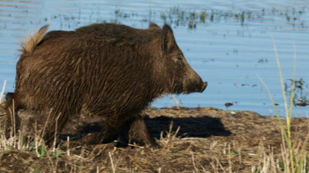 Los jabalíes amenazan la reproducción de las aves de Las Tablas de Daimiel