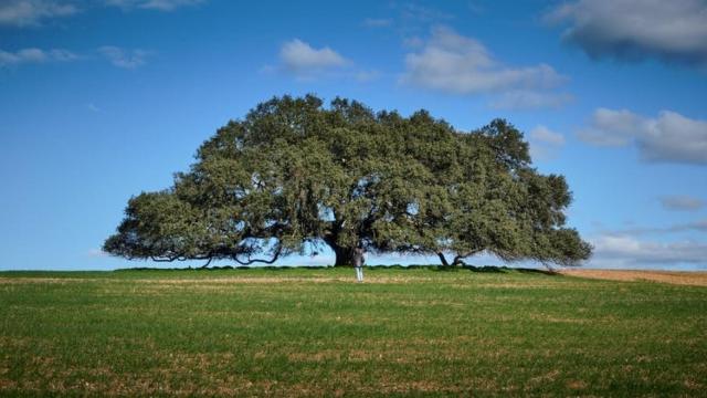 Encina de Castro Verde (Portugal).