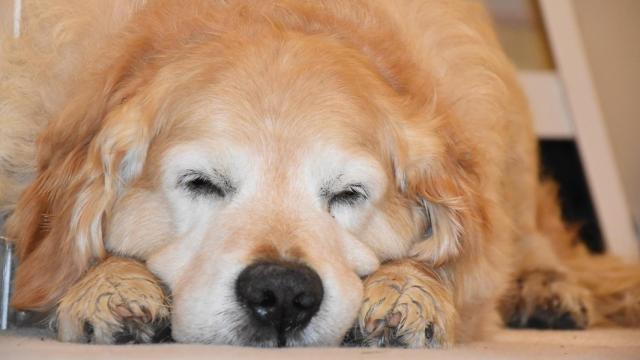 ¿Por qué mi perro duerme con los ojos abiertos?