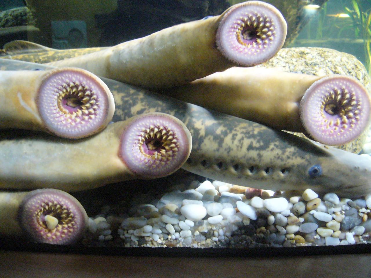 Lampreas (Fuente: Wikipedia)Las lampreas se han ganado mala fama por su aspecto terrorífico, pero lo cierto es que son animales bien simpáticos, como estos especímenes del Aquarium de A Coruña. ¡Vaya sonrisa!