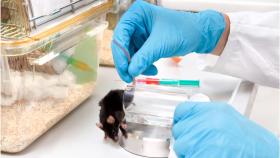 Ciencia, ratones, laboratorio.