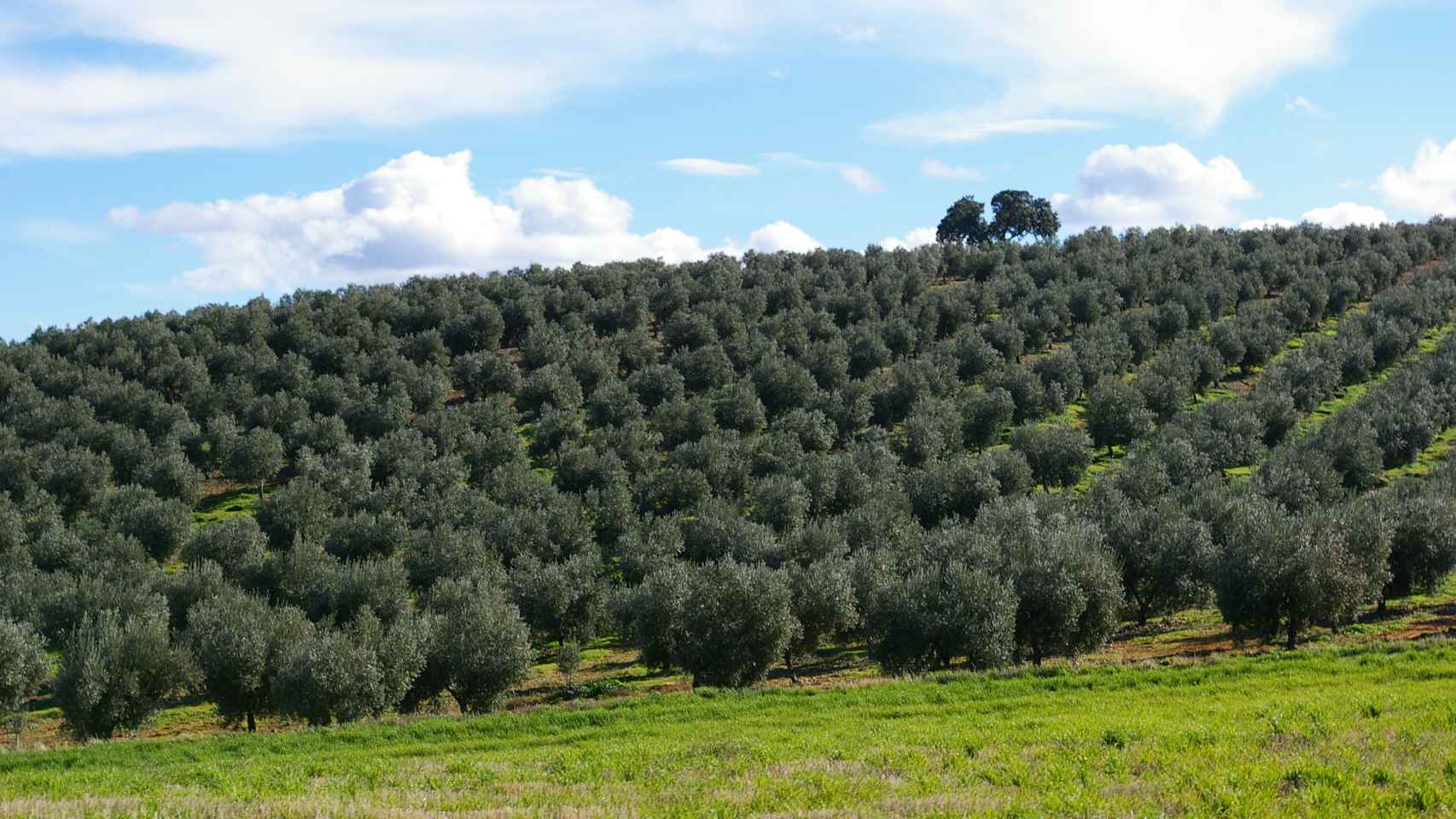 Las 120 hectáreas de olivos de la empresa Finca La Pontezuela, en Los Navalmorales (Toledo).