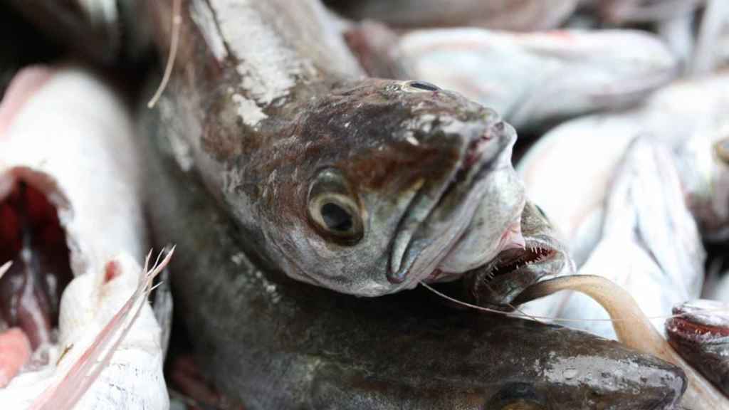 El IEO y los productores de Marín crean una herramienta que mejora la eficiencia pesquera