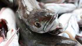 El IEO y los productores de Marín crean una herramienta que mejora la eficiencia pesquera