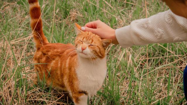 5 cosas que los gatos odian de los humanos