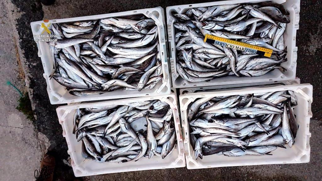 Intervenidos más de 143 kilogramos de merluza inmadura en Ribeira (A Coruña)