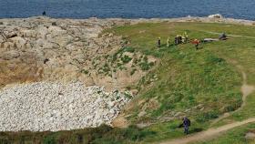 Trabajos para retirar el delfín varado en la zona del Millenium de A Coruña.