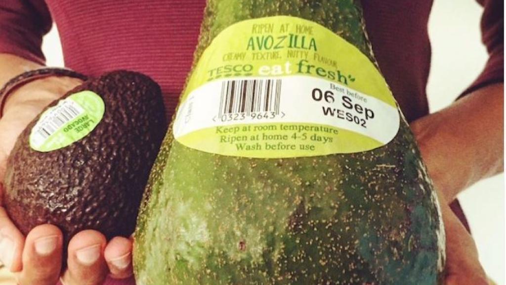 Una imagen del aguacate Avozilla al lado de otro de tamaño normal.