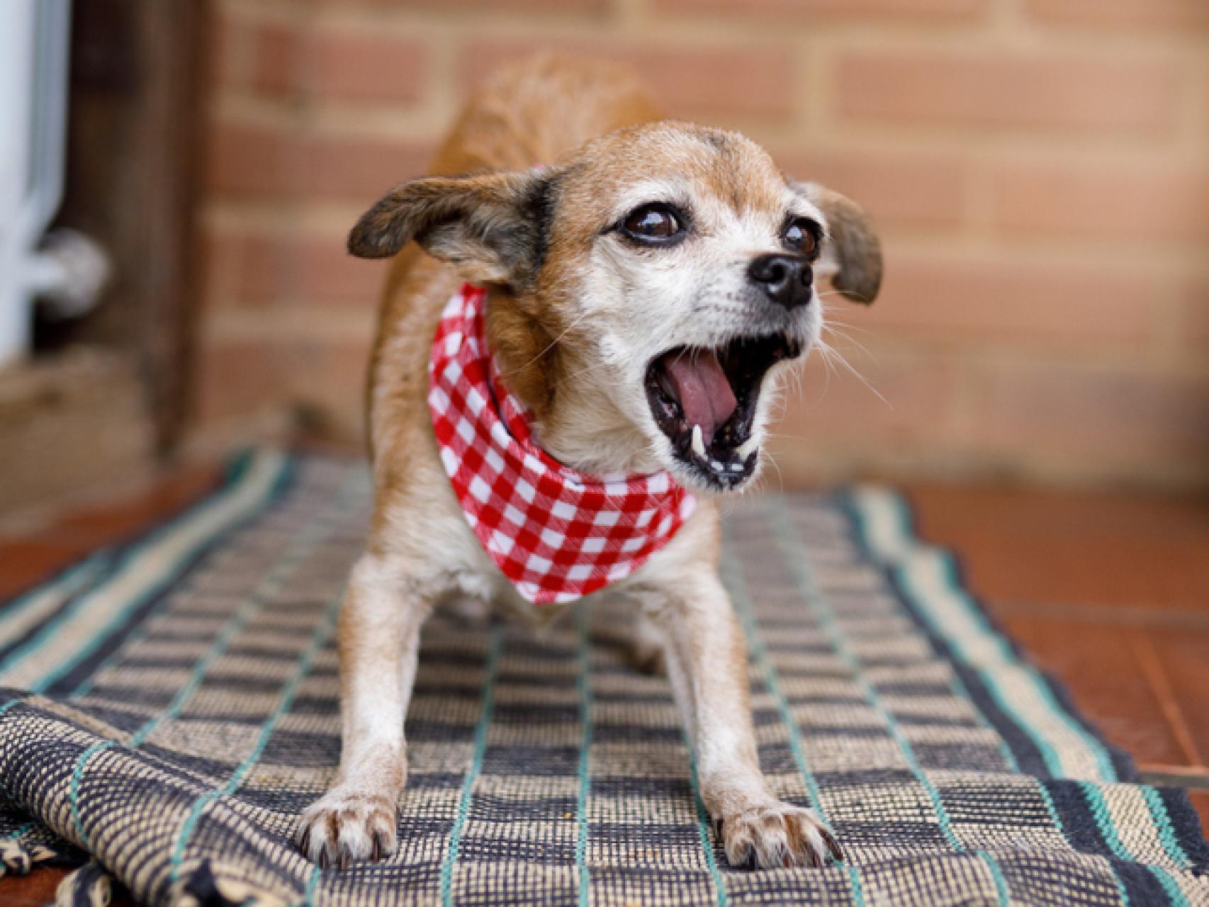 Cómo hacer que un perro no ladre: trucos y consejos