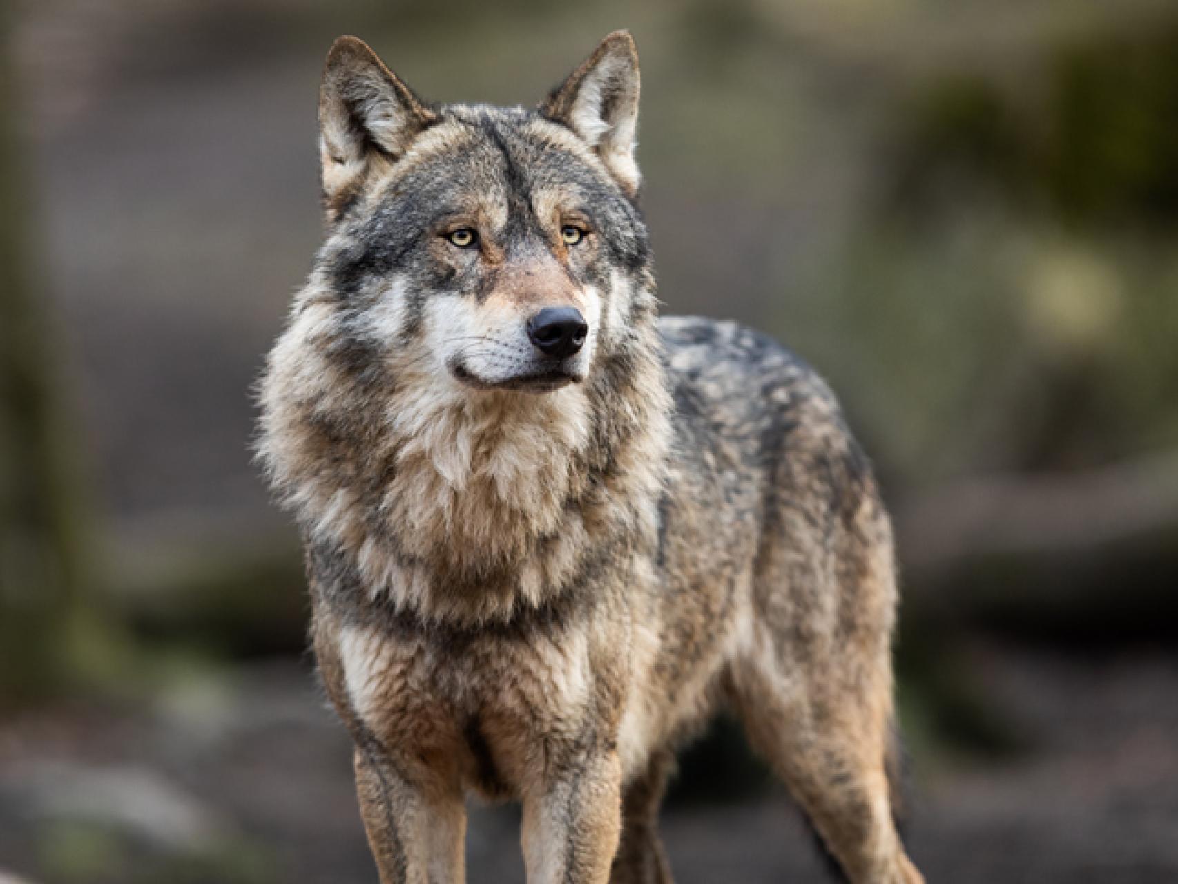 el lobo es mas listo que el perro