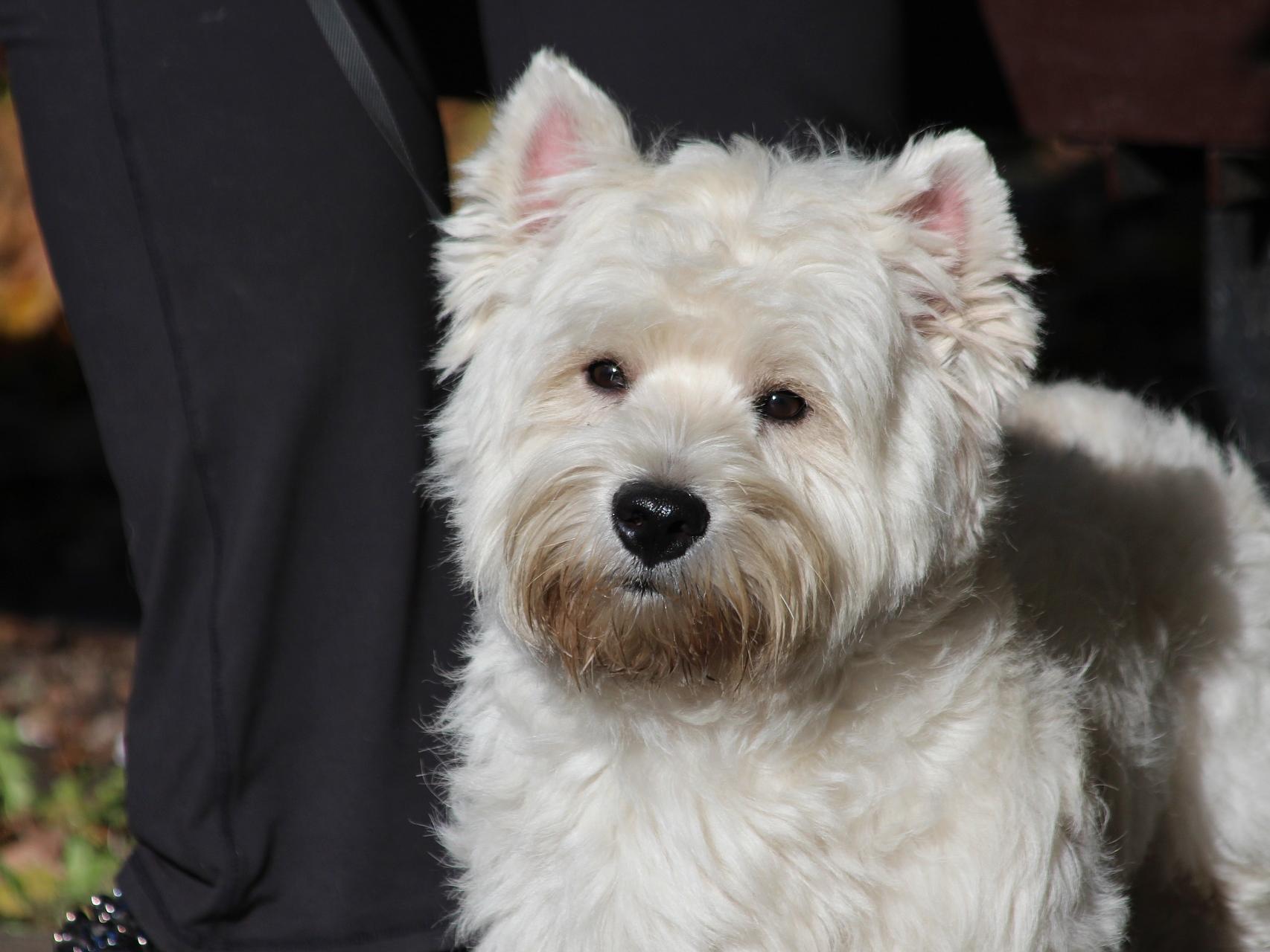 son buenos perros los terriers sedosos