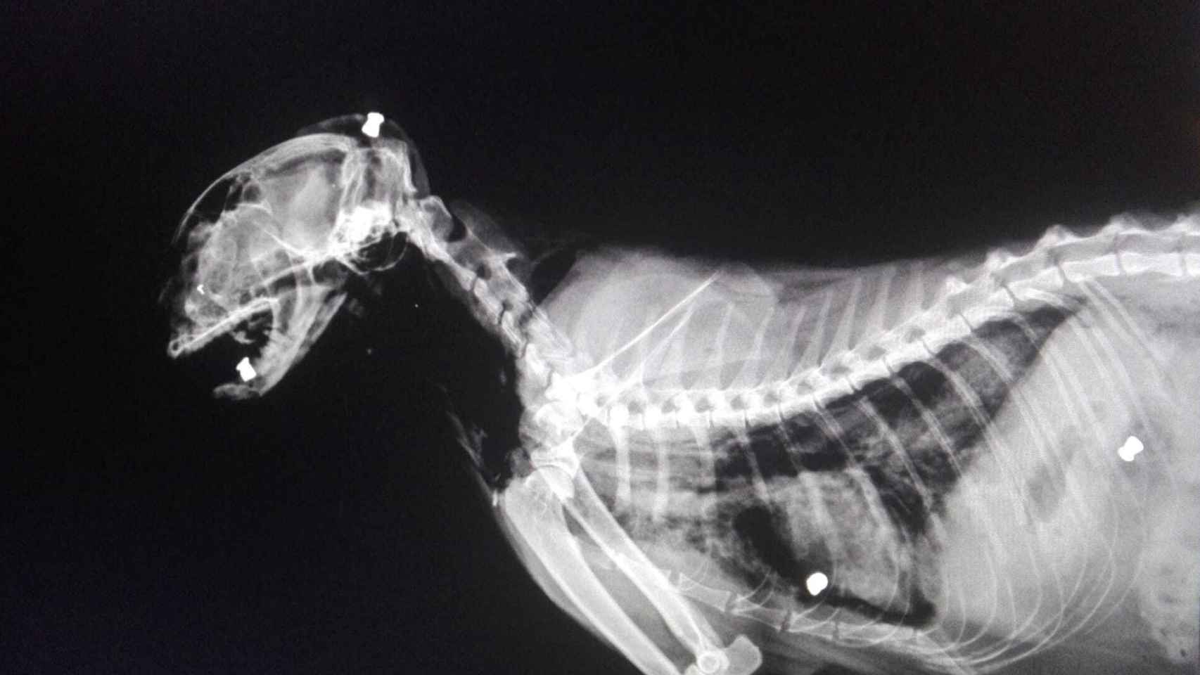Radiografía de uno de los gatos de María Gil. En ella se observan algunos de los perdigones disparados.