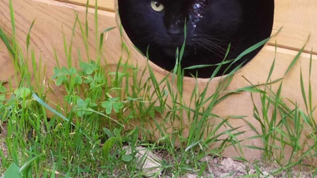 Este gato recibió un perdigonazo en su ojo izquierdo.