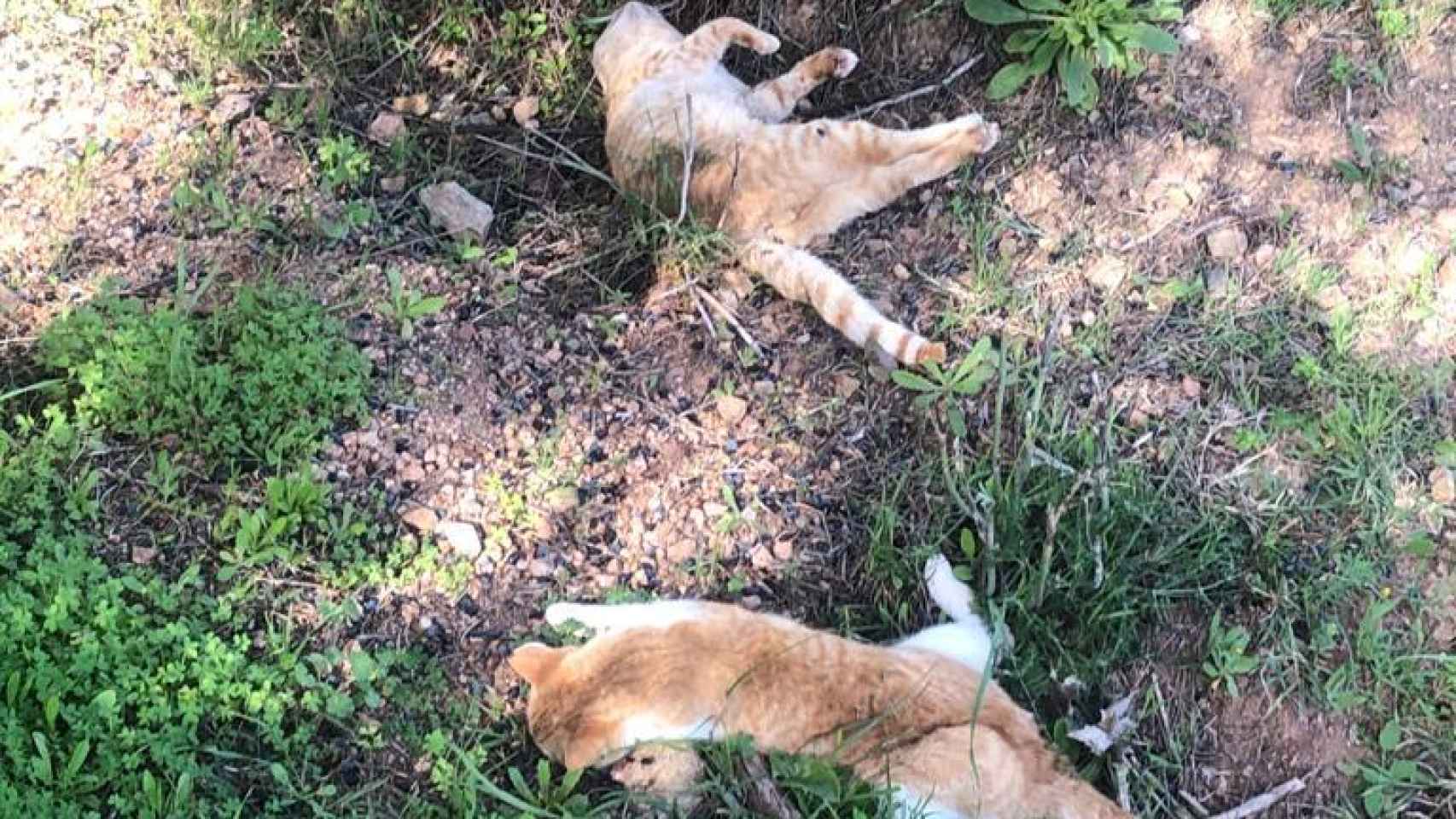 Dos de los seis gatos muertos que María Gil encontró en su finca.