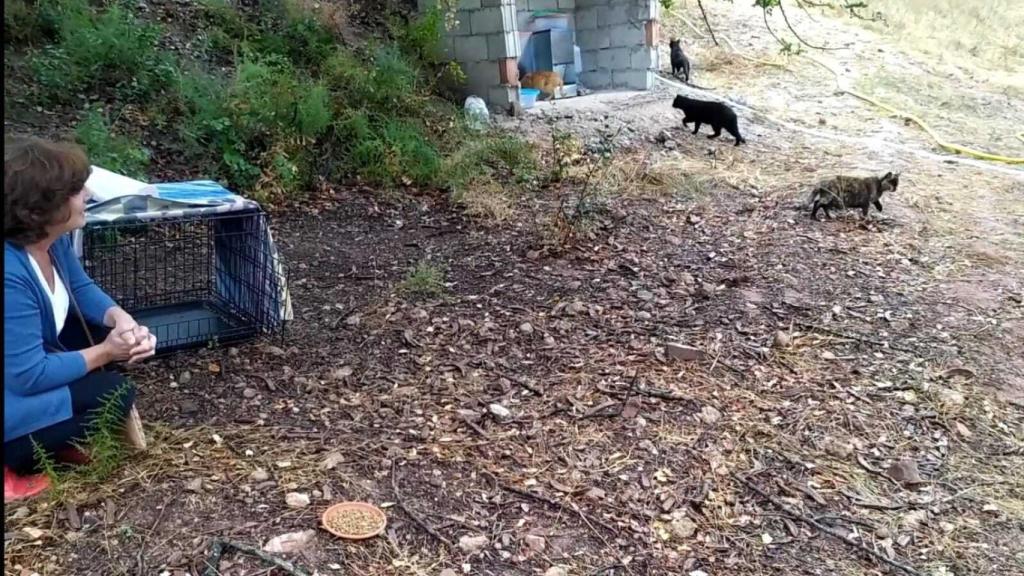 María Gil instaló su colonia de 30 gatos el pasado verano en una finca de Almogía (Málaga).