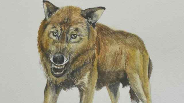 Reconstrucción del 'Canis orcensis', por Antonio Monclova