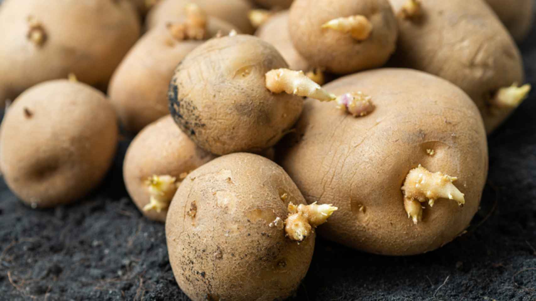 ¿Cómo conservar las patatas y evitar que germinen?