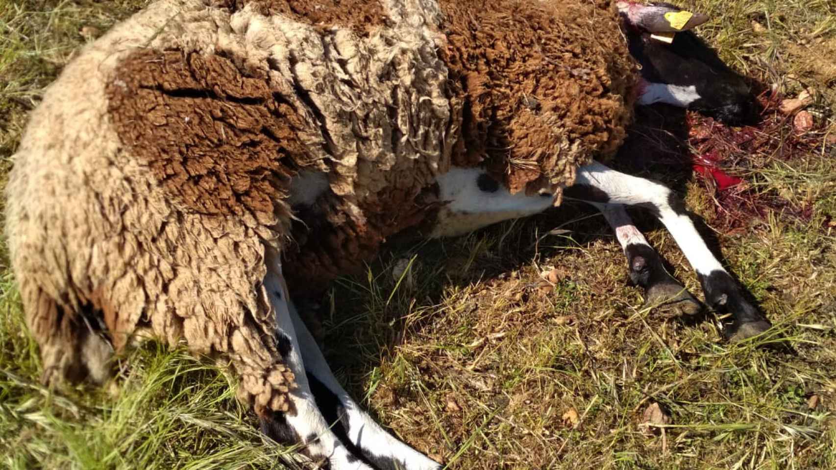 Una oveja muerta tras sufrir el ataque de un lobo en Zamora