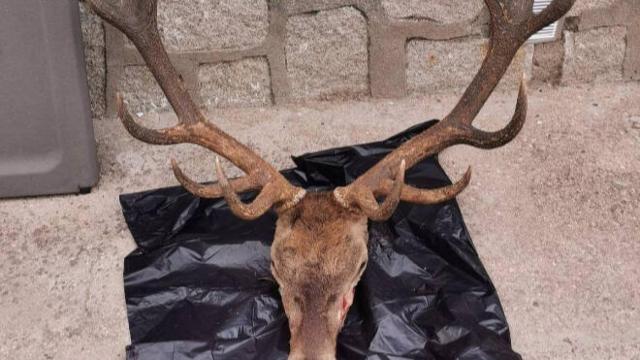 Cabeza de ciervo interceptada en la localidad toledana de La Iglesuela. Foto: GUARDIA CIVIL