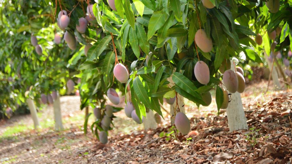 Producción del mango de Trops.