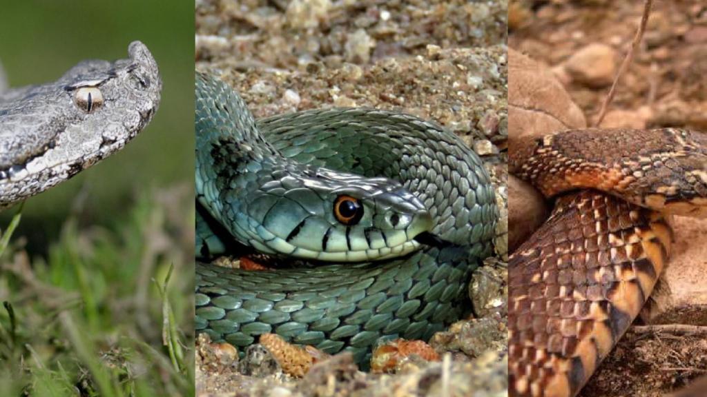 Víbora hocicuda, culebra bastarda y culebra de herradura.