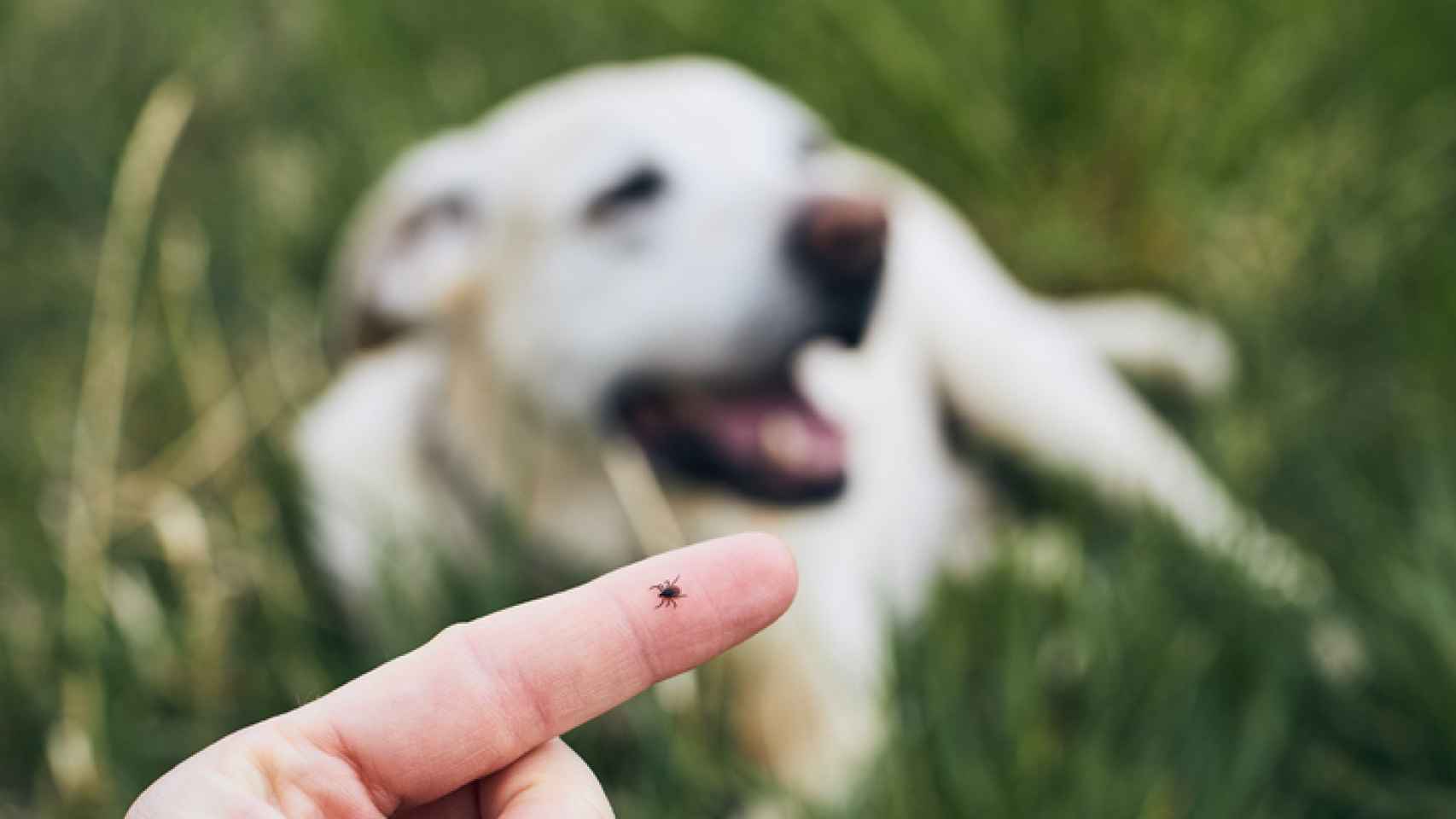 Guía sobre cómo quitar una garrapata a un perro