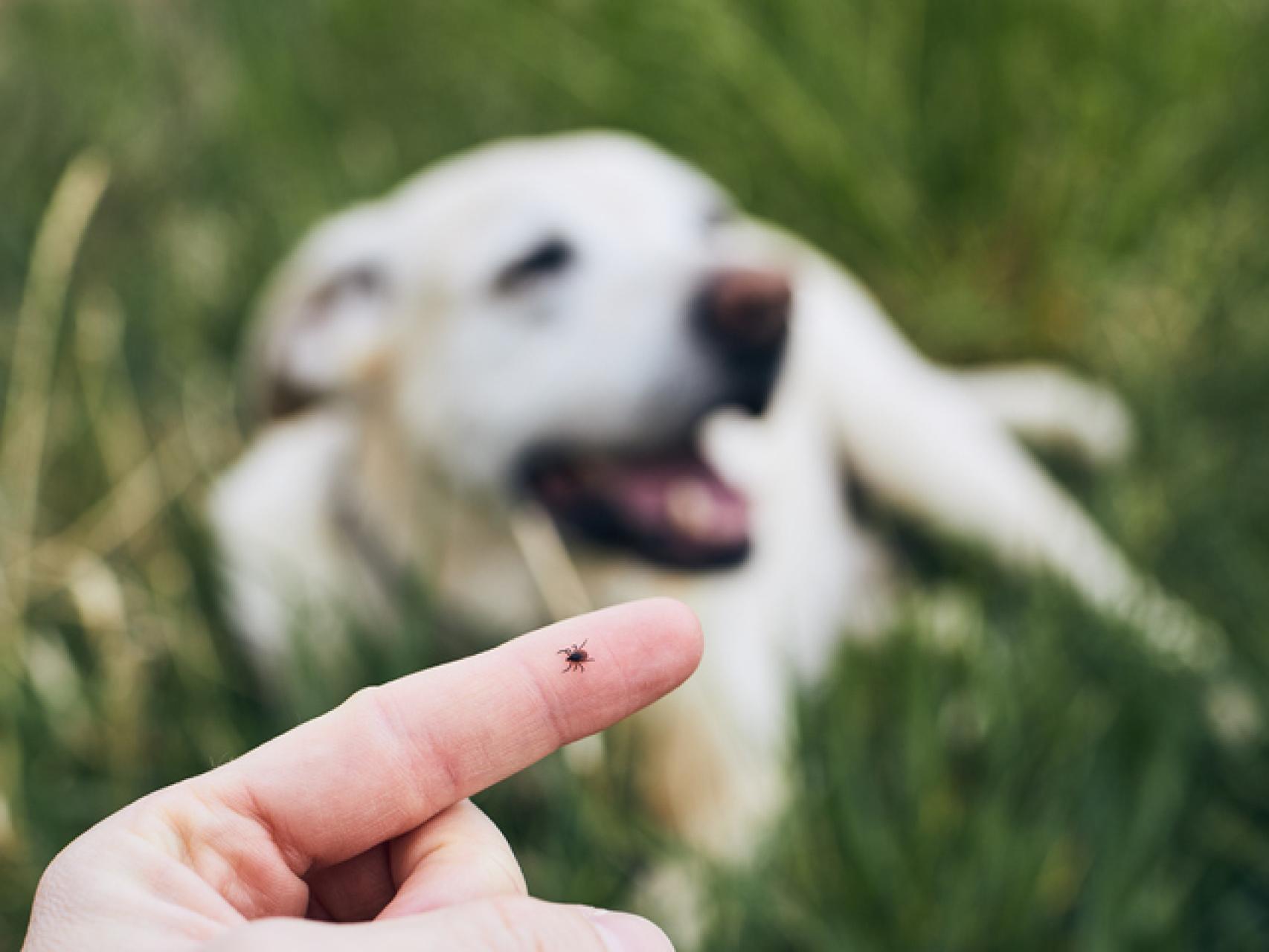 puede una picadura de garrapata causar parálisis en un perro