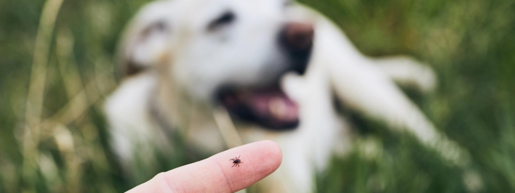 puede una picadura de garrapata causar parálisis en un perro