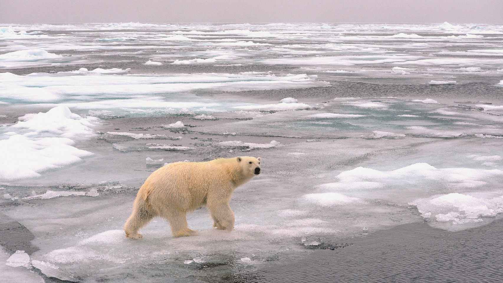 Un oso polar caminando por hielo que se derrite / Fundación BBVA.