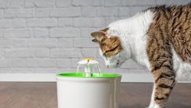 Fuentes de agua automáticas para mascotas que las mantendrán siempre hidratadas