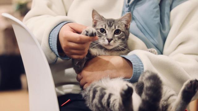 El dueño de una mascota con su gato.