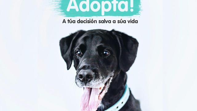 Campaña de adopción promovida por Libera