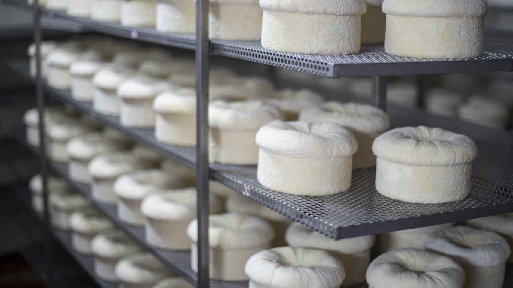 El interior de la cámara de maduración de los quesos D.O.P. Cebreiro, donde se curan durante, mínimo, 45 días.