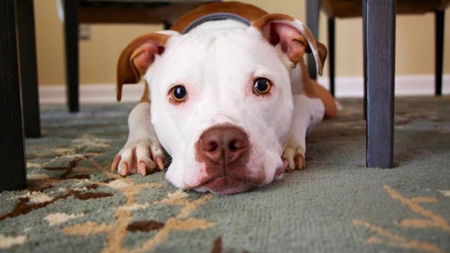 El cachorro sufría diarreas con sangre y acabó contrayendo la enfermedad de la parvovirosis.