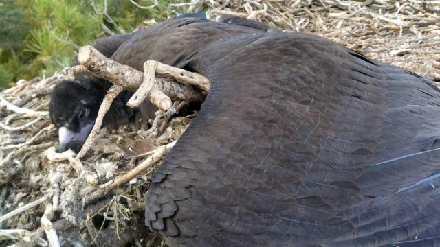 El buitre negro intoxicado por diclofenaco yace muerto en su nido, con el emisor GPS que porta visible.