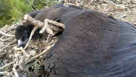 El buitre negro intoxicado por diclofenaco yace muerto en su nido, con el emisor GPS que porta visible.