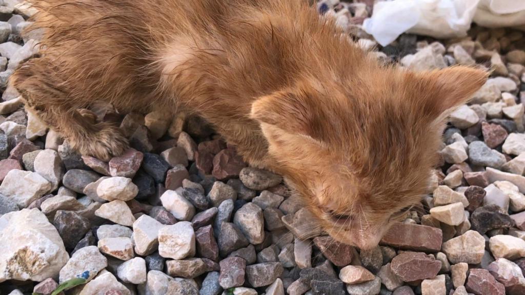 Protección Animal remite diligencias a la Policía para perseguir el abandono de una maleta con 5 cachorros de gato.