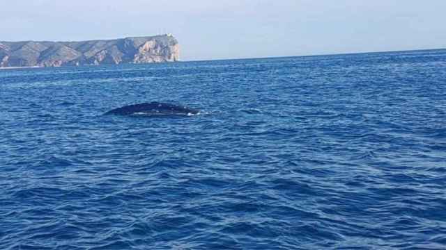 La ballena gris, en aguas de la provincia alicantina.