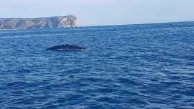 La ballena gris, en aguas de la provincia alicantina.
