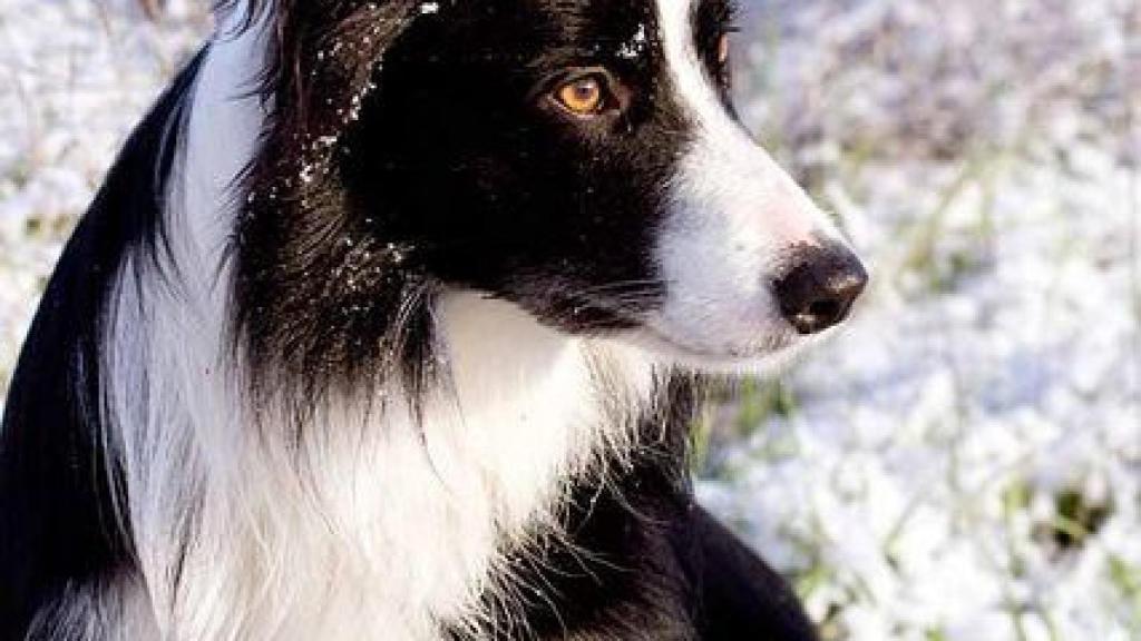 Border Collie