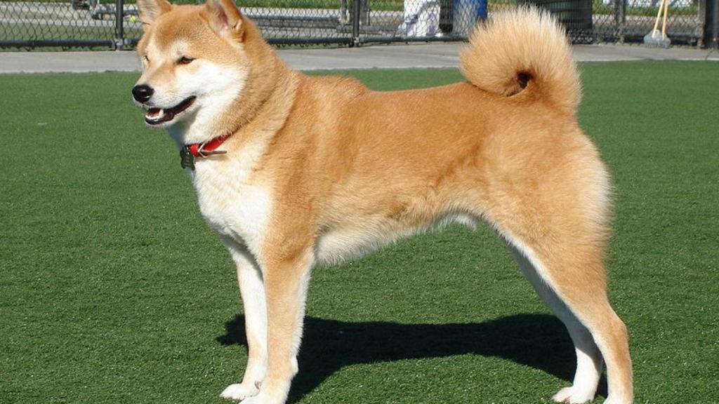 Shiba Inu