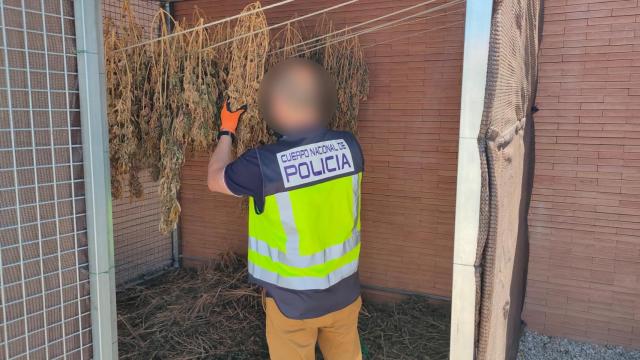 El secadero de marihuana de la comisaría alicantina