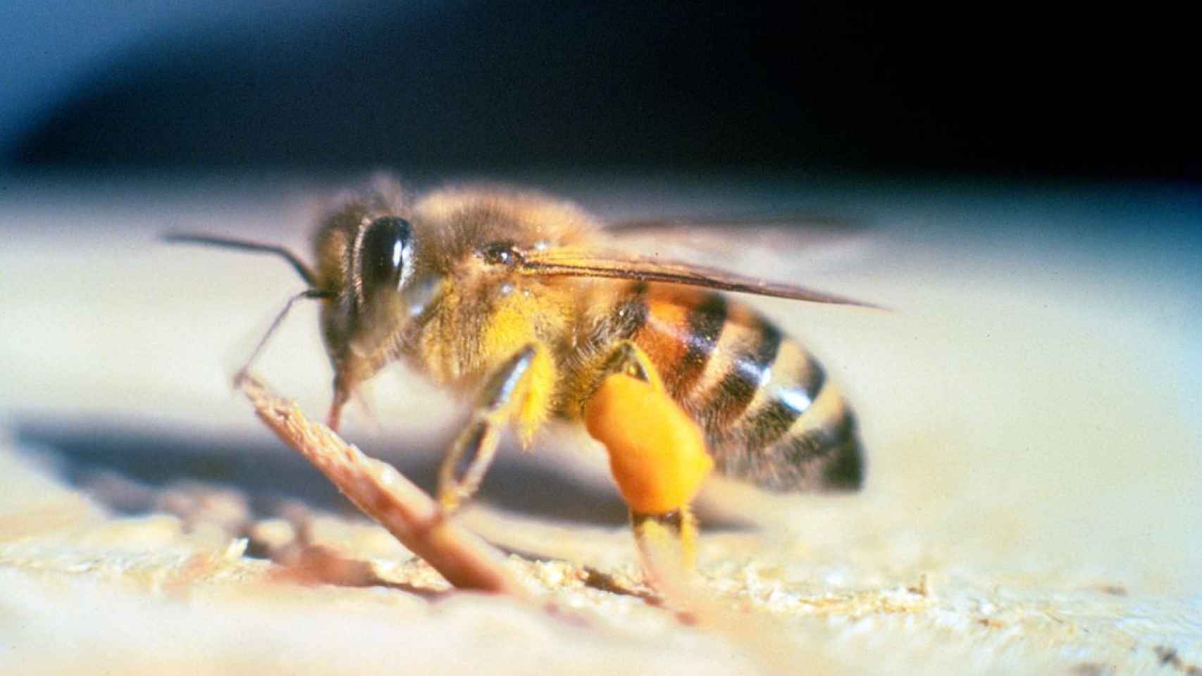 Los 10 insectos más venenosos del mundo