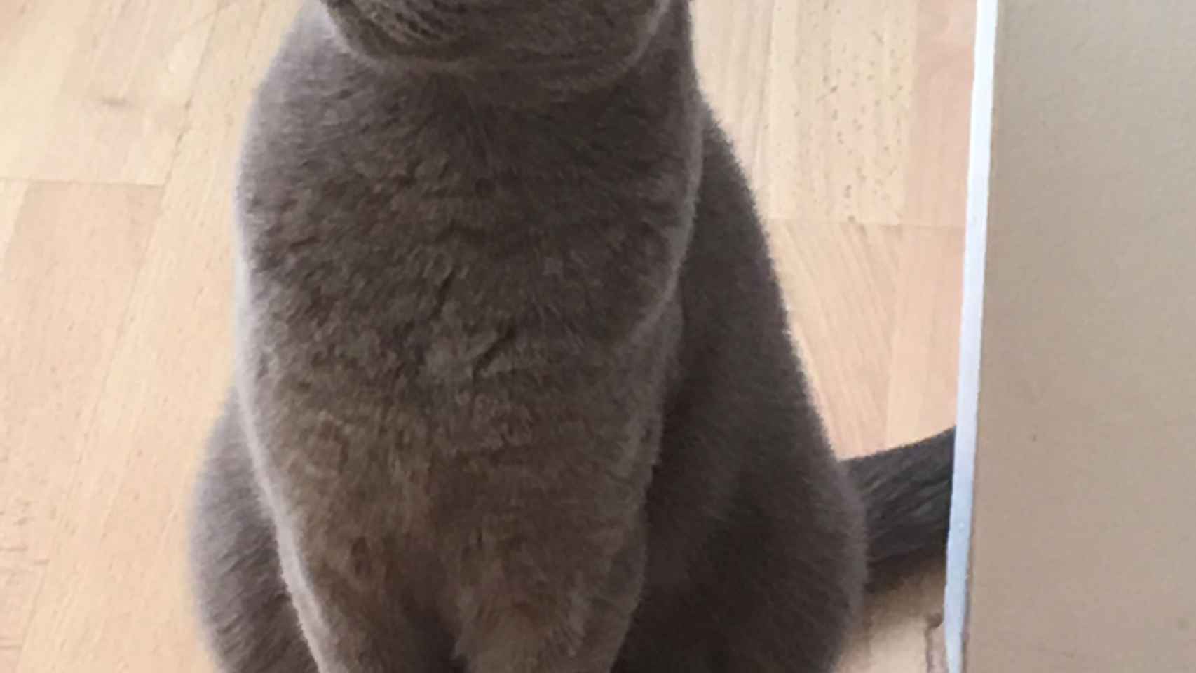 Gato azul ruso