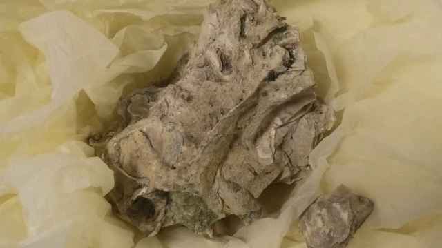Dos alumnos de primaria encuentran en un colegio de Elche un fósil de varios millones de años