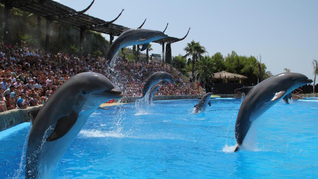 En Mundomar Benidorm los niños pueden nadar con delfines.