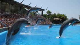 En Mundomar Benidorm los niños pueden nadar con delfines.